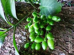 Rauvolfia verticillata plant