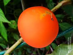 Solanum capsicoides plant with fruit