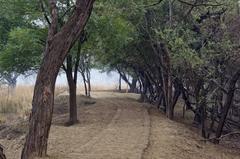 A pathway at Sultanpur National Park with trees on both sides.