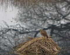 Indian Pond Heron in Sultanpur National Park