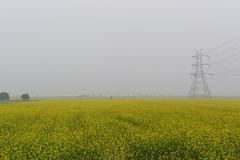 Mustard fields near Sultanpur National Park