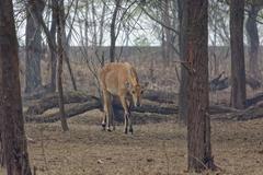 Nilgai in Sultanpur National Park