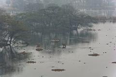 Lake with wildlife in Sultanpur National Park