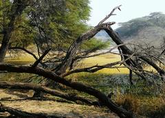 Sultanpur National Park landscape