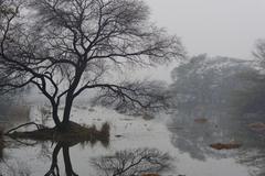 Sultanpur National Park on foggy morning