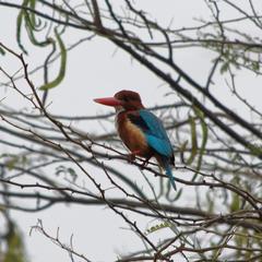 White-throated Kingfisher perched on a branch