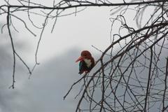 White-throated Kingfisher perched on a branch at Sultanpur National Park