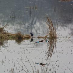 A serene lake with diverse wildlife at Sultanpur National Park