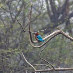 White-throated Kingfisher at Sultanpur National Park