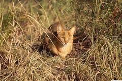 Wild cat, Felis Chaus, in Sultanpur National Park, India