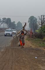 woman carrying sticks near Sultanpur National Park