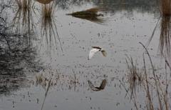 Ardeola at Sultanpur National Park