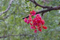 Bougainvillea flowers at Sultanpur National Park