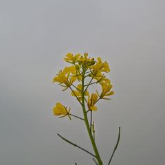 Brassica plants at Sultanpur National Park