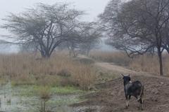 Buffalo in Sultanpur National Park