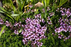 Denver Botanic Gardens