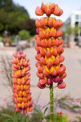 Denver Botanic Gardens