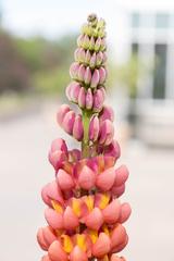 Denver Botanic Gardens with flowers and a fishpond