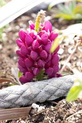 Denver Botanic Gardens with flowers, fish, and cacti