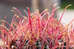 Denver Botanic Gardens with flowers, fish, and cactus