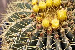 Denver Botanic Gardens showcasing a variety of flowers, fish, and cactus