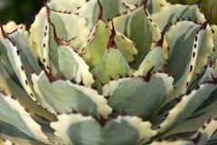 Denver Botanic Gardens with flowers, fish, and cactus, Colorado