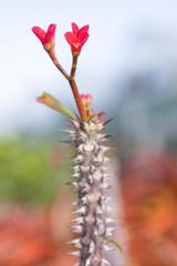 Denver Botanic Gardens with flowers, fish, and cactus