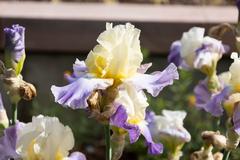 Denver Botanic Gardens with blooming flowers, fish in a pond, and cacti in the background