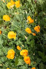 Denver Botanic Gardens with flowers, fish, and cactus