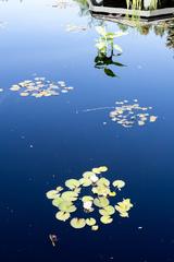 Denver Botanic Gardens, colorful flowers and cacti around a pond with fish