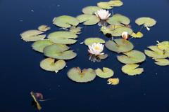 Scenic view of Denver Botanic Gardens showcasing flowers, fish pond, and cactus