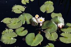 Denver Botanic Gardens with flowers, fish, and cactus