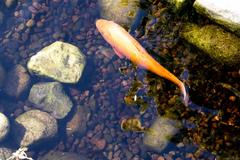 Denver Botanic Gardens with vibrant flowers, fish, and cacti