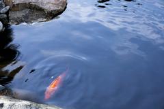 Denver Botanic Gardens with colorful flowers, fish pond, and cactus