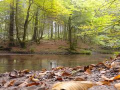 Dhünn River near Maria in der Aue in Dhünntal and Linnefetal Nature Reserve