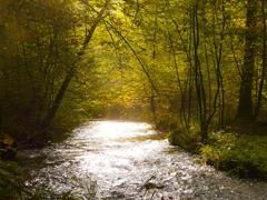 Stream in Dhünntal and Linnefetal nature reserve