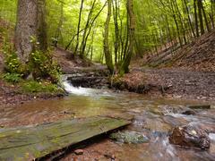 A tributary stream of the Dhünn above Lossenau in the Dhünntal and Linnefetal nature reserve