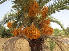 A close-up of Indian dates in a pile.