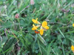 Seven-spotted ladybug on a yellow flower