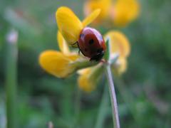 seven-spot ladybird on a yellow flower