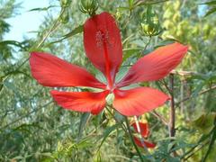 Hibiscus coccineus