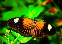 Orange butterfly on a leaf at Saint Louis Zoo