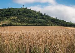 wheat field below Olarizu mountain in Vitoria-Gasteiz