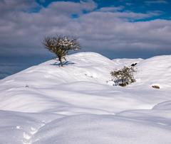 Hawthorn at Olarizu quarry after snowing