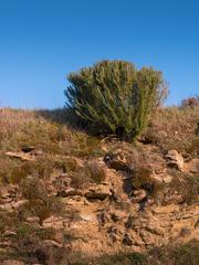 Rosemary at former quarry of Olarizu