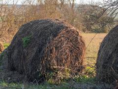 Round hay bale on the track to Olarizu mountain