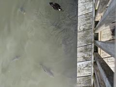 Fish underwater at Legoland Windsor Resort