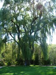 huge tree in Edward Garden