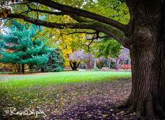 Scenic view of Edwards Gardens in Toronto, Canada