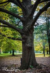 Edwards Gardens in Toronto with lush greenery and walking paths